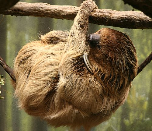 two-toed sloth